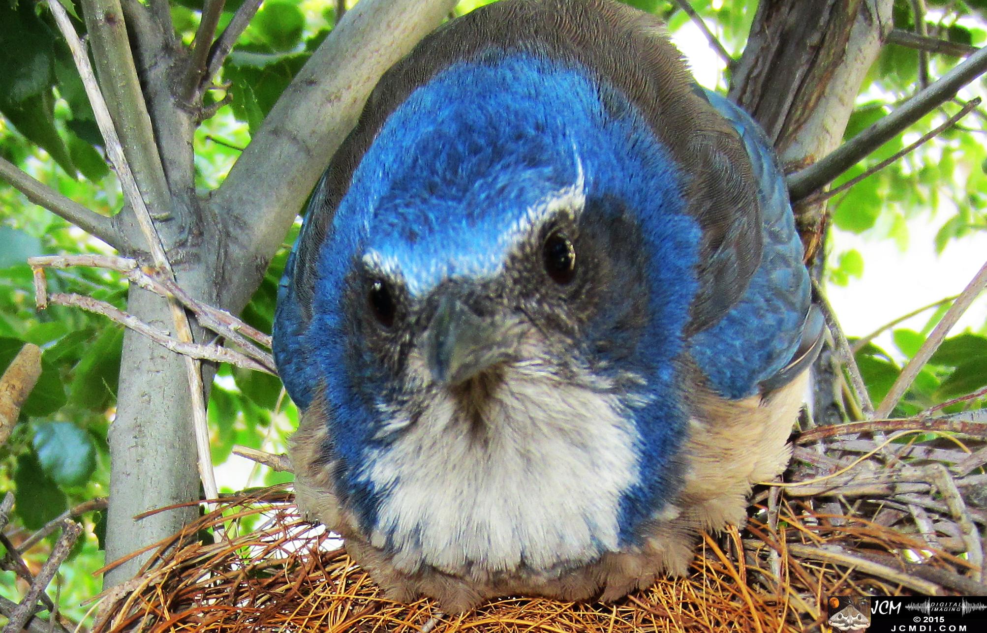 Scrub Jay female looks over 2 fresh chicks HS300 zoomed female
